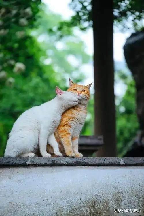 故宫有200多只猫，从未有人驱赶，单霁翔院长：它们是活着的文物