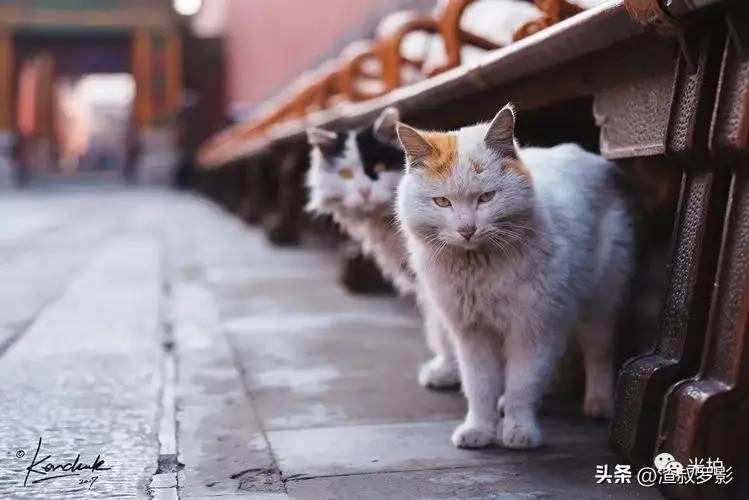 故宫有200多只猫，从未有人驱赶，单霁翔院长：它们是活着的文物